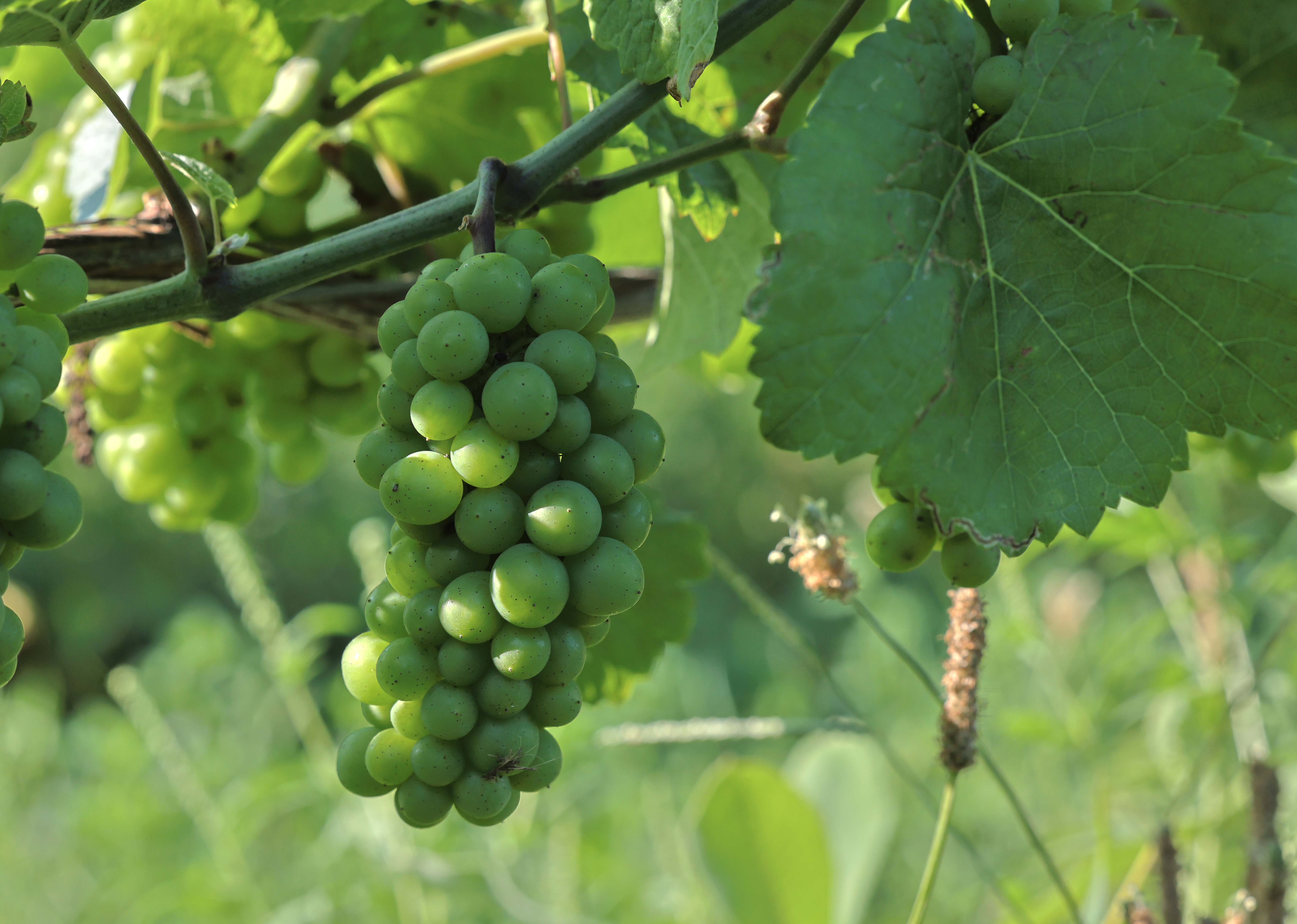 Pinot Gris grapes hanging from a limb.